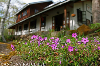 Rockery-Flower.jpg
