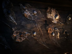 F0F78B4D-D433-4E1D-A41E-6BCCC0FF0D47.jpeg